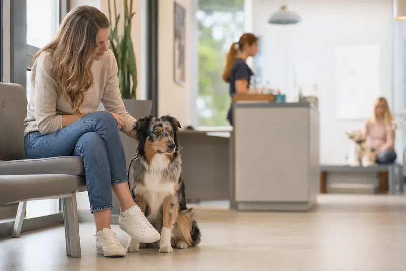Ein Miniature Australian Shepherd sitzt ruhig neben seinem Besitzer im hellen Wartezimmer einer modernen Tierarztpraxis.